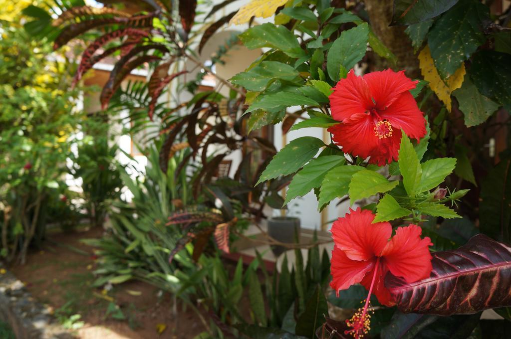 Tandem Guesthouse Hikkaduwa Extérieur photo